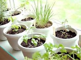 Огород на подоконнике