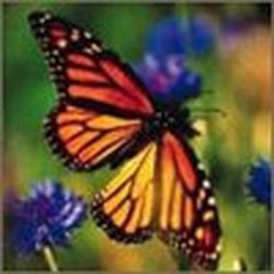 Аватар пользователя sima