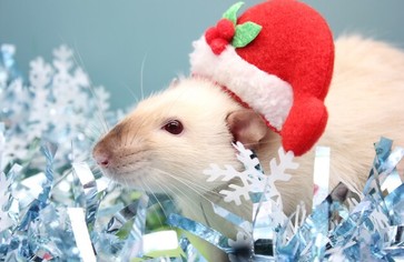 Белая Металлическая Крыса - как встречать Новый 2020 Год?