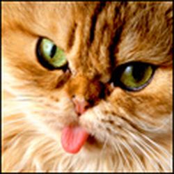 Аватар пользователя WebSeo-Systems