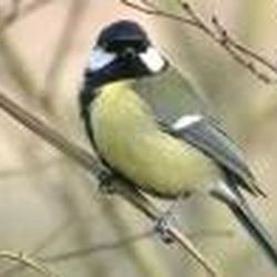 Аватар пользователя Galakta