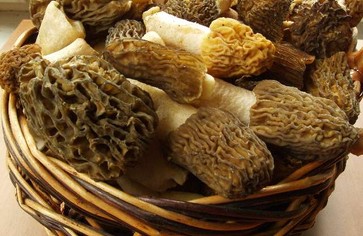 Статья: Сморчок и строчок - майский грибок