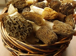 Статья: Сморчок и строчок - майский грибок