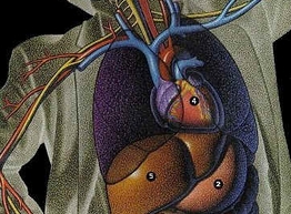 Статья: Выявлен новый аспект воздействия алкоголя на сердце