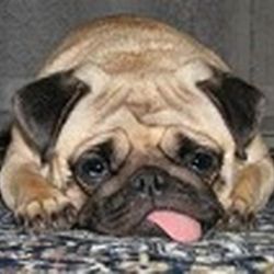 Аватар пользователя LILA