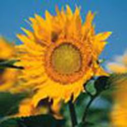 Аватар пользователя Murlyka