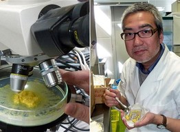 Японские ученые нашли способ делать любой продукт "тающим во рту"