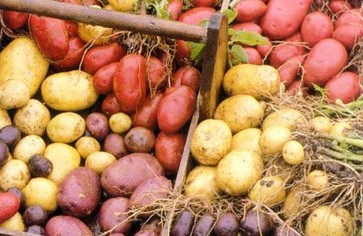 Статья: Картофель - продукт диетический!