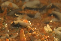 Шаг 3: После того, как грибы немного …