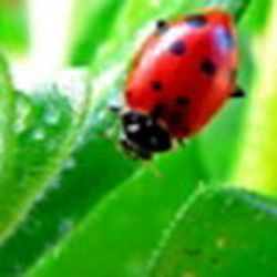 Аватар пользователя Elena