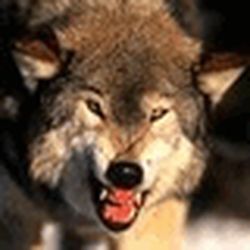 Аватар пользователя diamedicrost