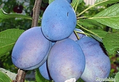 Маринованные сливы