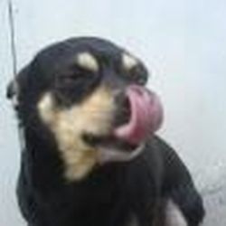 Аватар пользователя Bijo