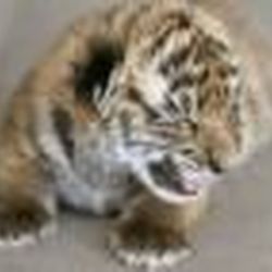 Аватар пользователя Stingener