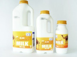 Верблюжье молоко - скоро на полках супермаркетов!