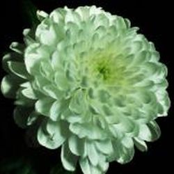 Аватар пользователя elenacouture