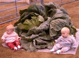 Статья: Овощи-гиганты с Аляски