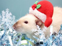 Белая Металлическая Крыса - как встречать Новый 2020 Год?