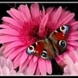 Аватар пользователя Kiska