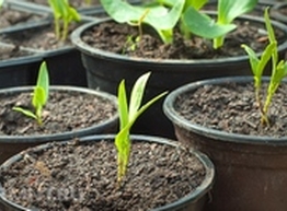 Статья: Квартирная грядка: выращиваем зелень на подоконнике