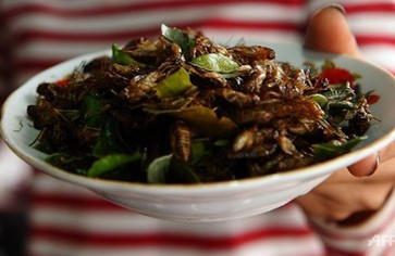 Статья: Жареные осы – отличная закуска к пиву