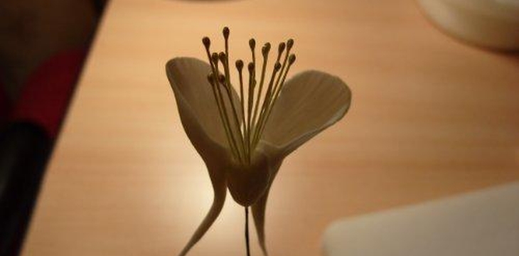 Шаг №14 МК Аквилегия от Учредительница