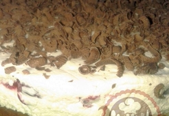 Торт  "Наслаждение"