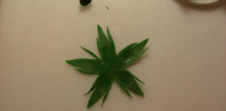 Шаг №25 МК Роза на проволоке от Учредительница