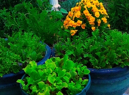 Статья: Первая зелень на нашем столе