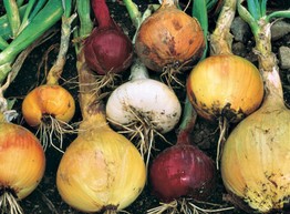 Виды лука: их различия и как использовать