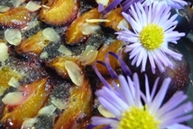 Шаг 4: Выпекать в духовке при 200 …