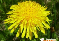 Рецепт: Варенье из одуванчиков