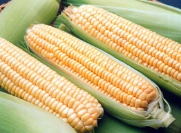 Статья: Удивительные мифы о сладкой кукурузе