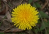 Варенье из одуванчиков №2