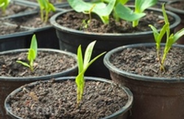 Квартирная грядка: выращиваем зелень на подоконнике