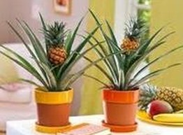 Ананас на подоконнике