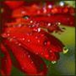 Аватар пользователя Капелька