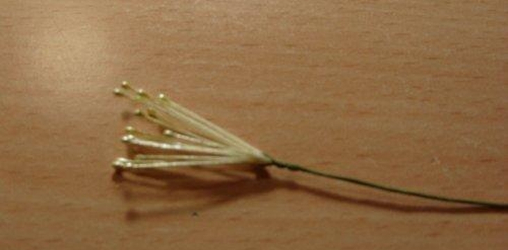 Шаг №3 МК Аквилегия от Учредительница