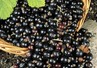 Черная смородина признана самой полезной для здоровья