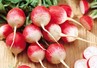 Редис - ранний, вкусный, полезный 