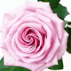 Аватар пользователя lea1