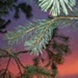 Аватар пользователя azaliy