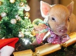 Как встречать новый 2019 год?