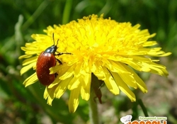 Рецепт: Вино из одуванчиков № 5