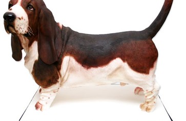 Бисквитный… песик, индейка, сэндвич?!