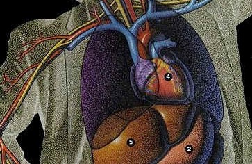 Статья: Выявлен новый аспект воздействия алкоголя на сердце