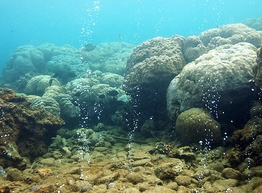 Статья: Морские животные исчезнут, как динозавры