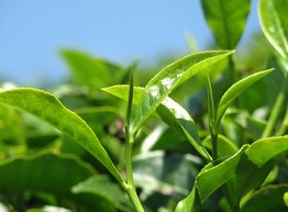 Зеленый чай помогает справиться с лейкозом