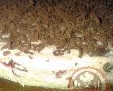 Рецепт: Торт  "Наслаждение"