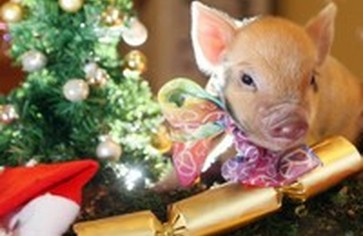 Как встречать новый 2019 год?